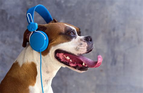 do animals enjoy music do animals also appreciate silence